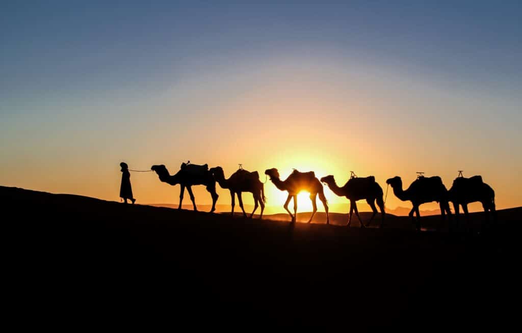 camels-sahara-desert-matt-dany