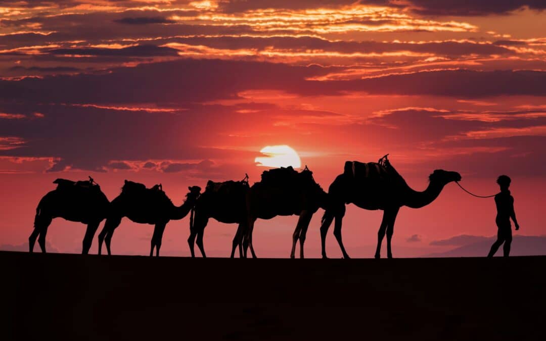 Camel caravan silhouette at sunset in the Moroccan desert
